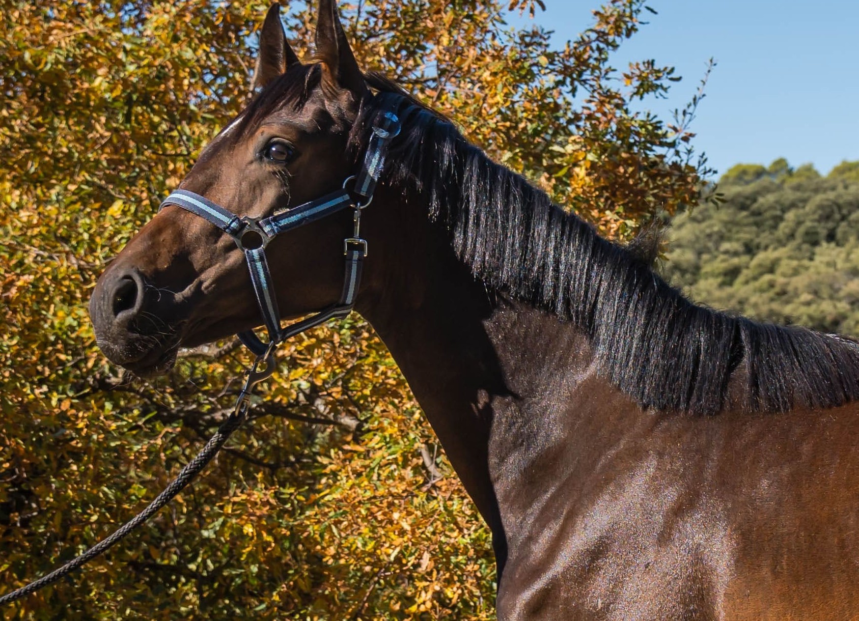 horse